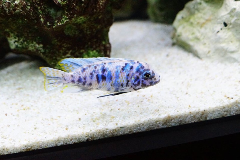 Maylandia zebra 'Chiteko'